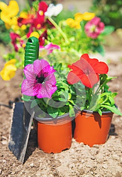 Planting a flower garden, spring summer. Selective focus