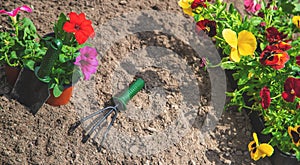 Planting a flower garden, spring summer. Selective focus