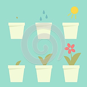 Planting flower info graphic