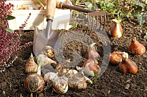 Planting flowering bulbs in autumn