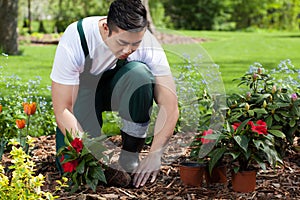 Planting flowers in a garden