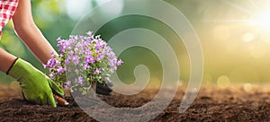 Planting Flowers in a Garden Closeup