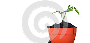 Planting flowers in pot with soil on white background / works of gardening tools small plant concept