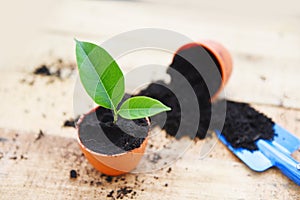 Planting flowers in pot with soil on wooden background - works of gardening tools small plant at back yard