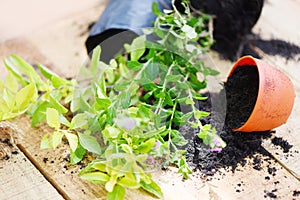 Planting flowers in pot with soil on wooden background - works of gardening tools small plant at back yard