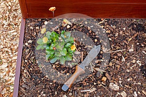 Planting flowers into a raised garden bed with the help of a Hori Hori