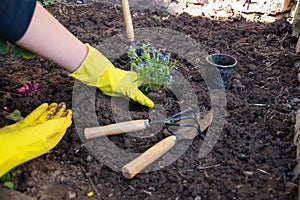 Planting flowers into a soil with garden tools