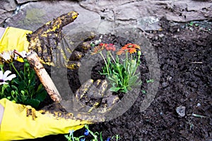 Planting flowers into a soil with garden tools