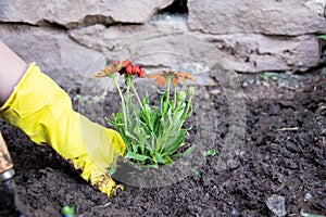 Planting flowers into a soil with garden tools