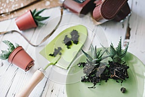 Planting flowers,succulents in the home. Work at home. Plants and gardening tools on wooden background,