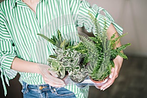 Planting flowers,succulents in the home. Work at home. Plants and gardening tools on wooden background,