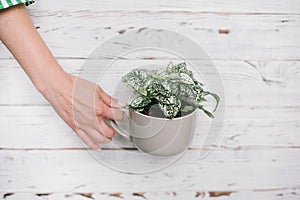 Planting flowers,succulents in the home. Work at home. Plants and gardening tools on wooden background,