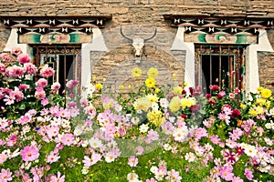 Planting flowers Tibetan dwellings