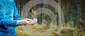 Planting a forest and reforestation concept - hands holding pine tree seedling. copy space