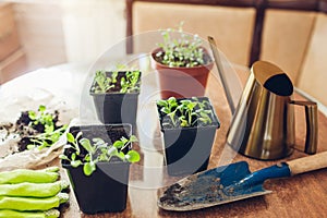 Planting foxglove seedlings in small pots at home. Spring seasonal work. Growing flowers from seeds