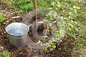 Planting of fruit plants