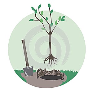 A planting a fruit tree and a shovel with a wooden handle isolated on a white background, a flat vintage vector stock illustration