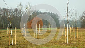 OLOMOUC, CZECH REPUBLIC, DECEMBER 15, 2019: Planting fruit trees on meadow near floodplain forest. White protects