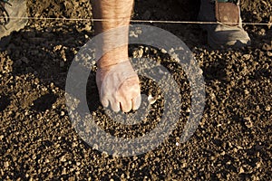 Planting garlic (Allium sativum)