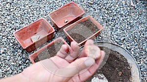 Planting a glads blubs in clay pots