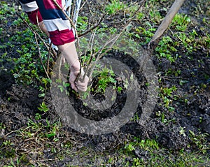 Planting a gooseberry Bush in soil