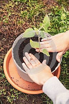 Planting and grafting into a plant pot, young offshoot physalis plant