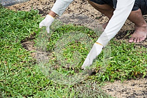 Planting grass sheet on ground,