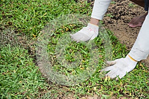 Planting grass sheet on ground,