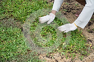 Planting grass sheet on ground,