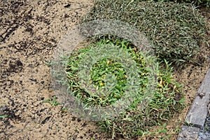 Planting grass sheet on ground,