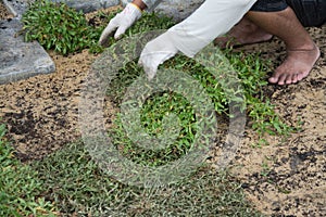 Planting grass sheet on ground,