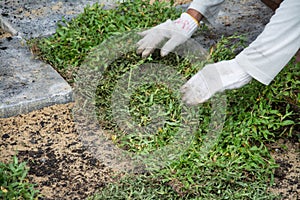 Planting grass sheet on ground,
