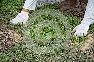 Planting grass sheet on ground,