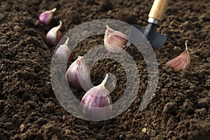 Planting and growing garlic in the ground in the beds by the line method in autumn or spring