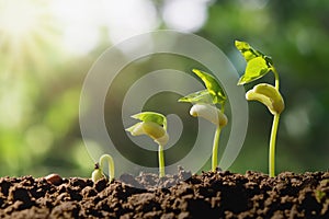 planting growing step with green nature background