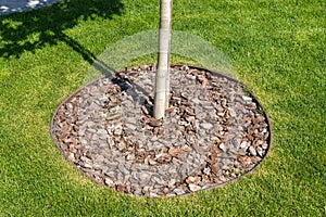 Planting or growing trees with organic mulch trunk-circle on a green lawn. Trunk circles around garden plants are mulched with