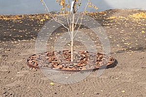 Planting or growing trees with organic mulch trunk-circle. Trunk circles around garden plants are mulched with pine bark as