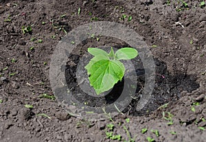 Planting, growing, watering cucumber plant in the garden