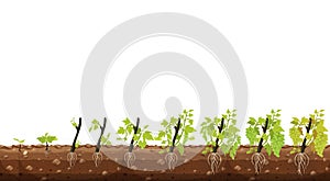 Planting growth stages of grapes plant - Vector illustration