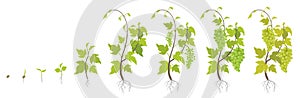 Planting growth stages of grapes plant. Vineyard planting increase phases. Vitis vinifera harvested. Ripening period infographics
