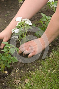 Planting Hands