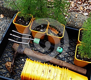 Planting Herbs