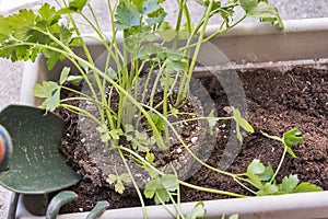 Planting herbs in a window box garden