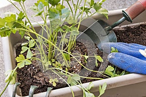 Planting herbs in a window box garden