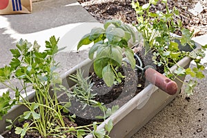 Planting herbs in a window box garden