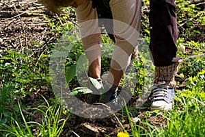 Planting Hope: Young Chestnut Tree and Reforestation Efforts