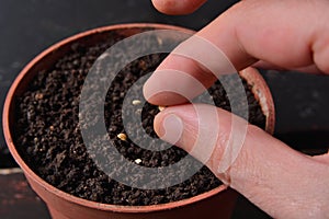 Planting Hot Pepper Seeds: A Step Towards Homegrown Spice