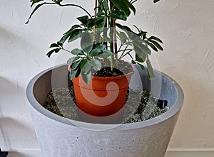planting indoor plants in pots. hydroponic system with watering indicato