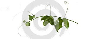 Planting ivy, climbing vines on a wooden frame on a white background with copy space.