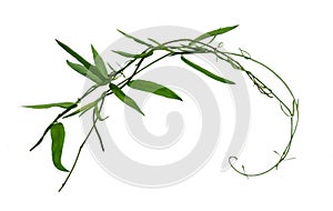 Planting ivy, climbing vines on a wooden frame on a white background with copy space.